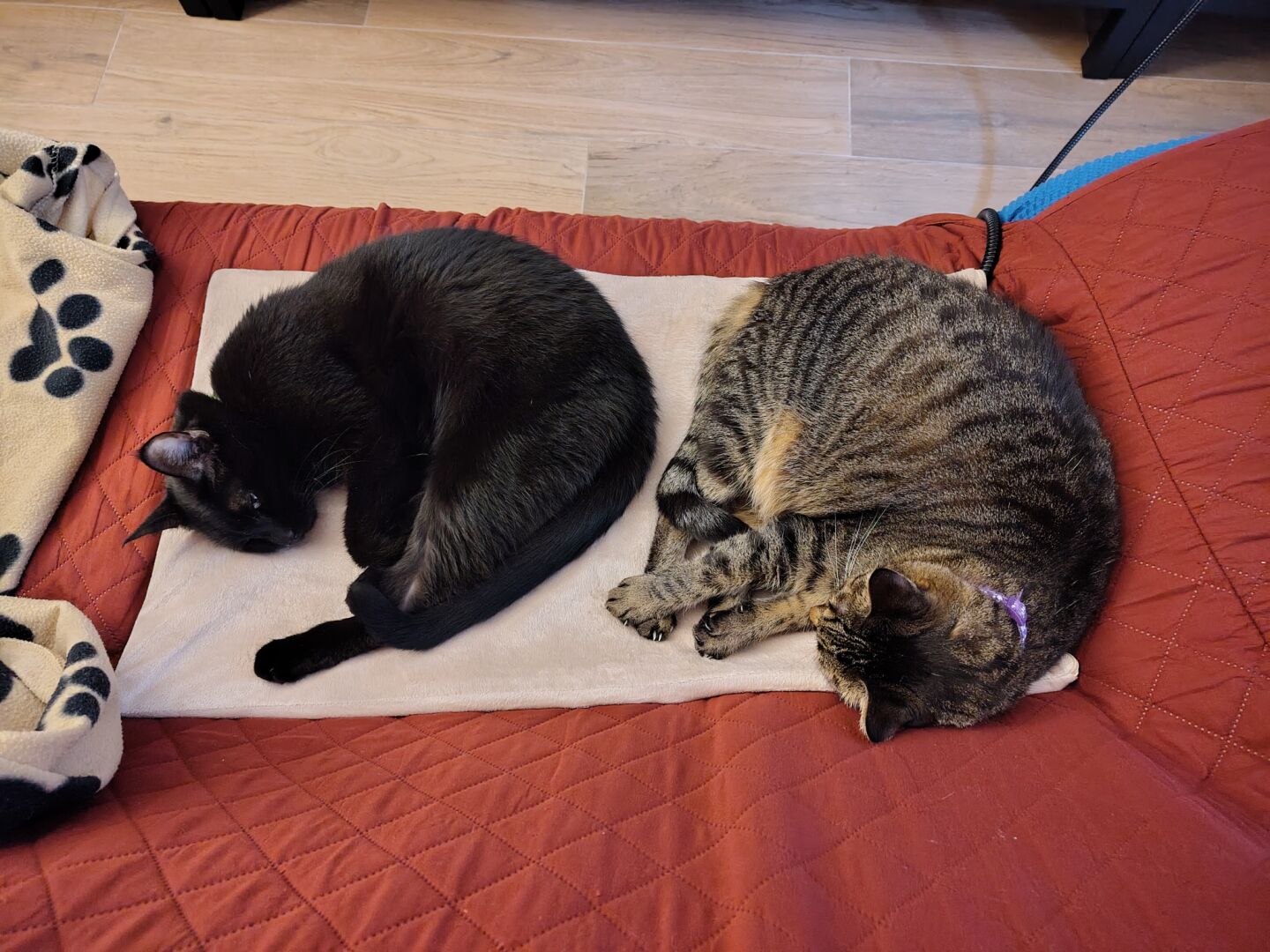 Two cats (one black and one gray tabby) sleeping next to each others curled up on a heated mat sitting atop of a couch