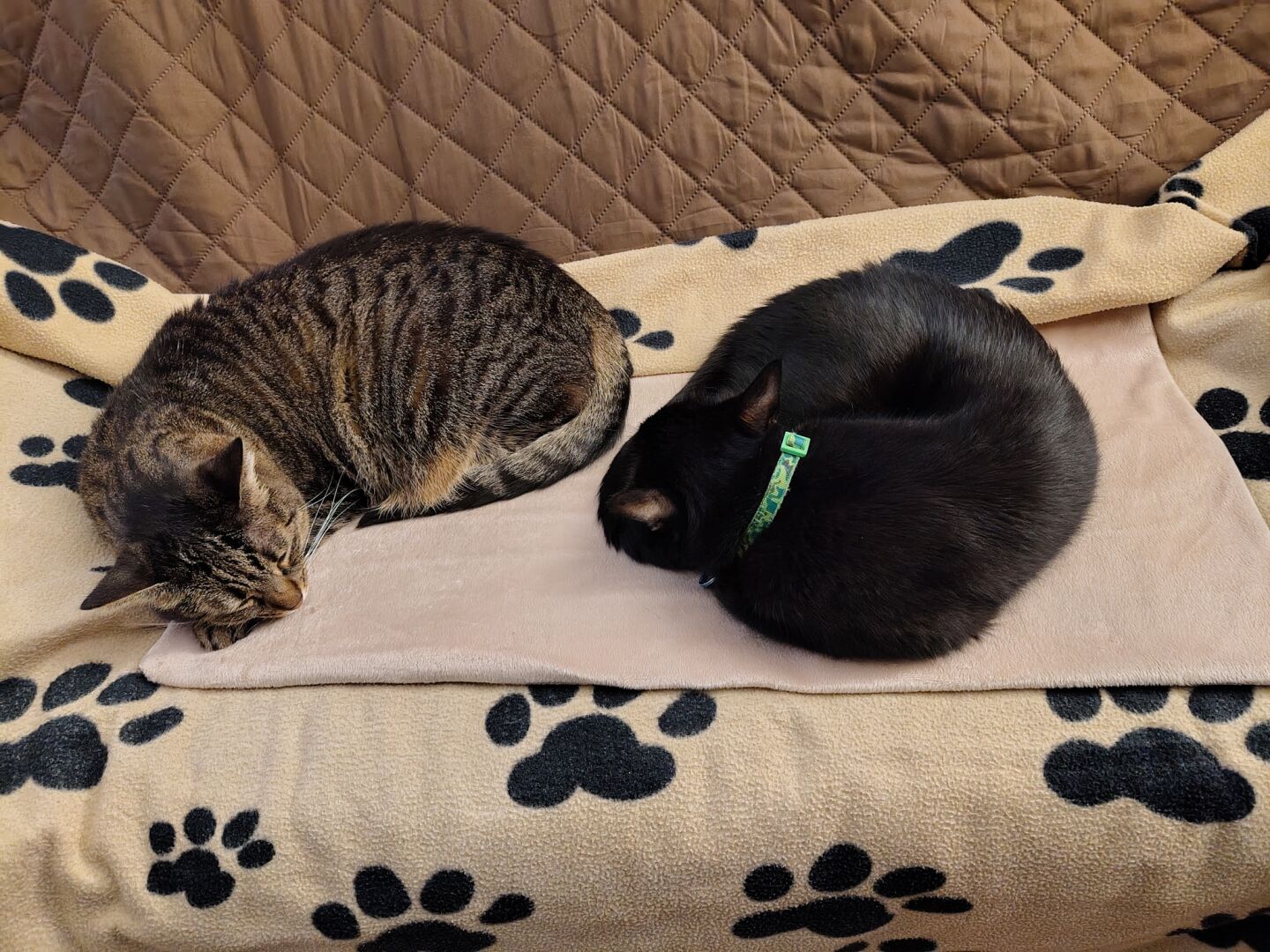 two cats, one void and one brown striped sleeping curled up upon a heated mat